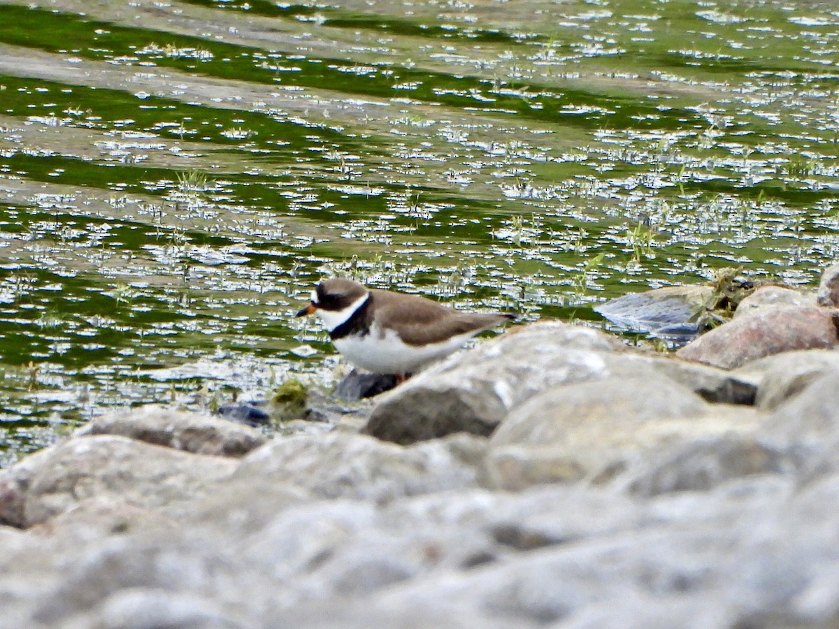 Semipalmated Plover - Jane Cullen