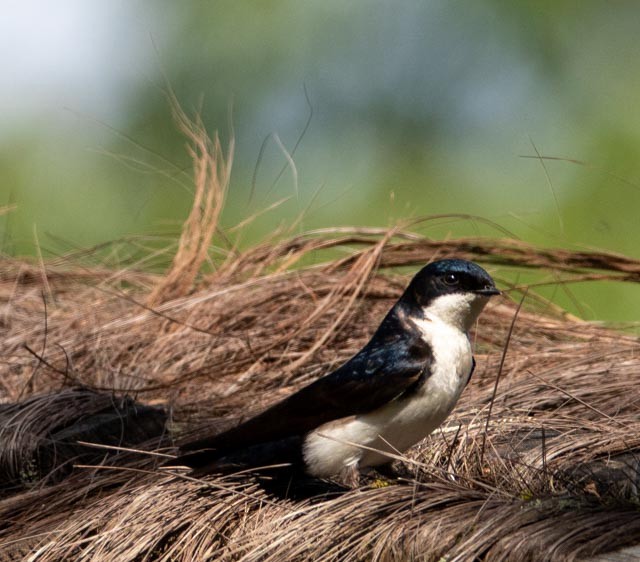 Blue-and-white Swallow - Marcus Müller