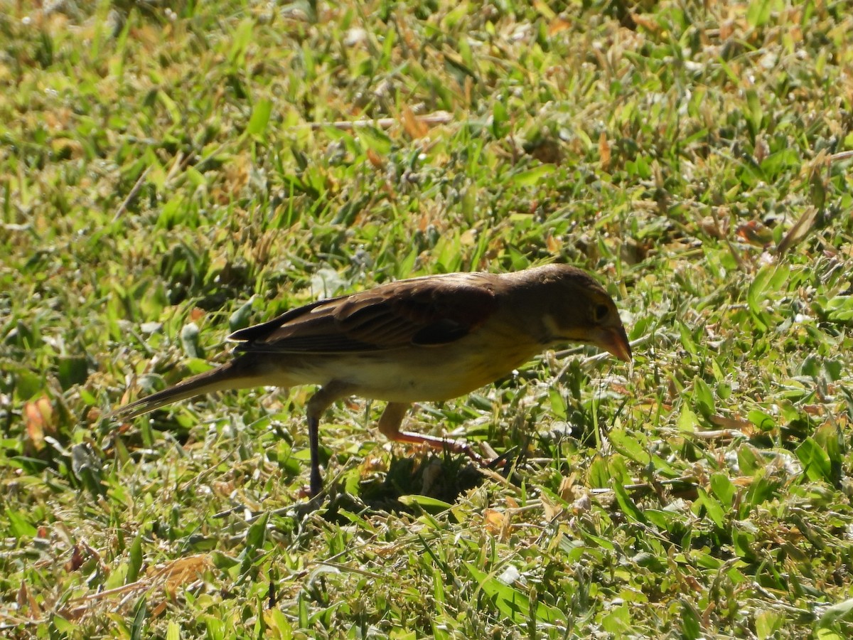 Dickcissel - Nick Komar