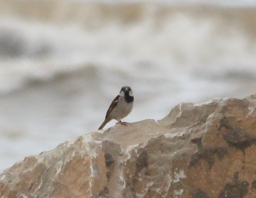 House Sparrow - Elaheh Afsaneh