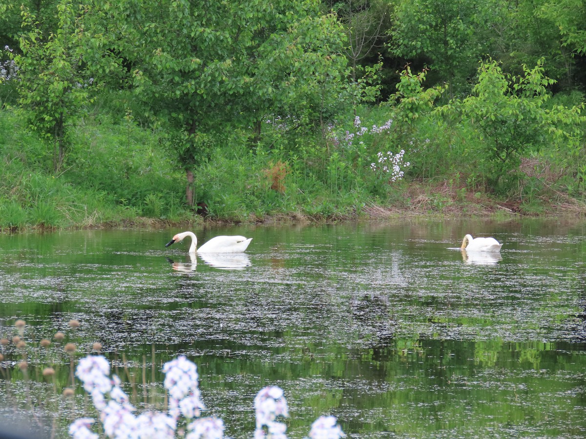 Trumpeter Swan - ML619293117