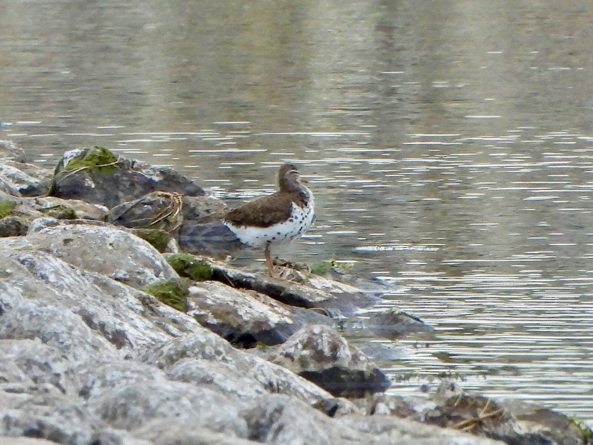 Spotted Sandpiper - Jane Cullen