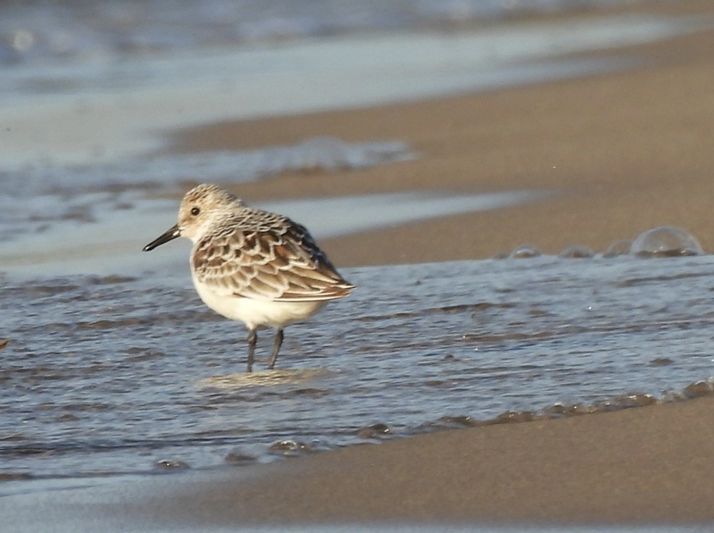 Sanderling - Susan Lamberts