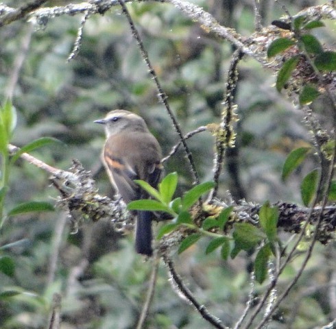 Brown-backed Chat-Tyrant - Pablo Cortes Torres