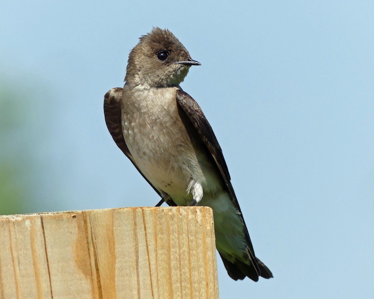 Northern Rough-winged Swallow - ML619293127