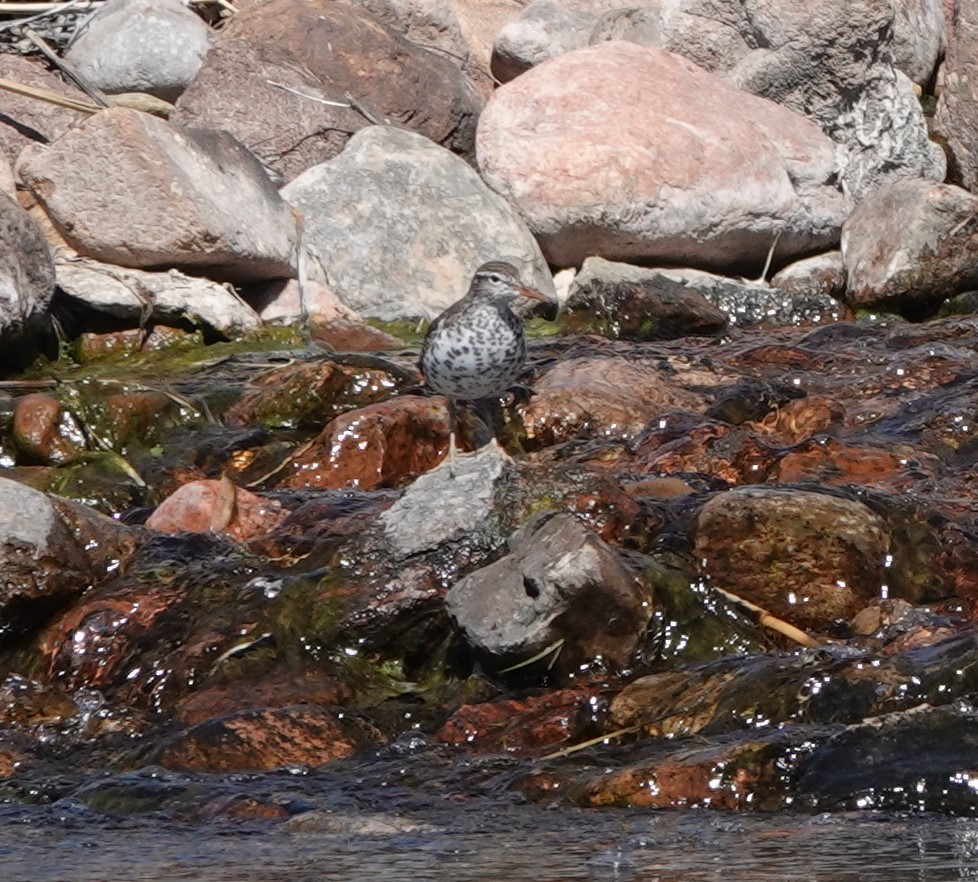 Spotted Sandpiper - Rene Laubach