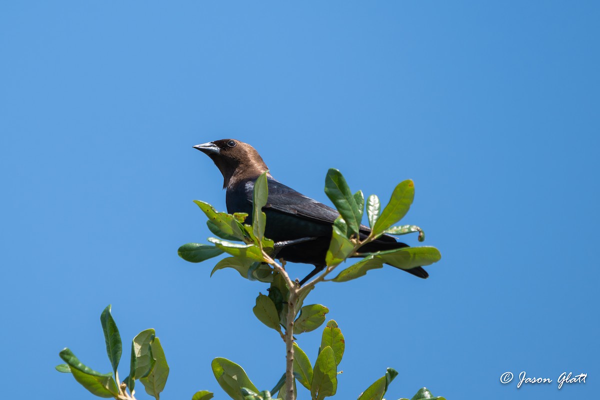 Brown-headed Cowbird - Jason Glatt