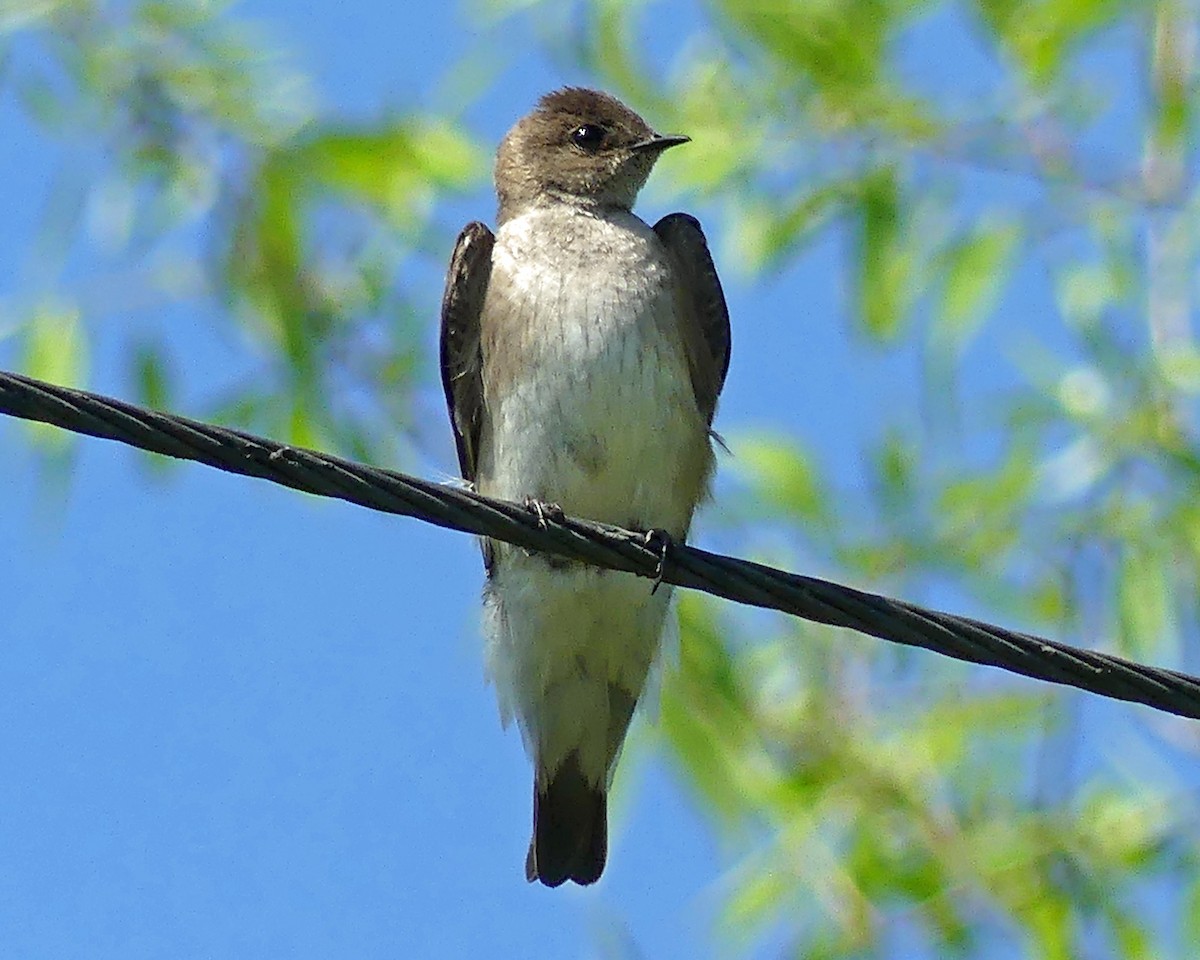 Northern Rough-winged Swallow - ML619293135