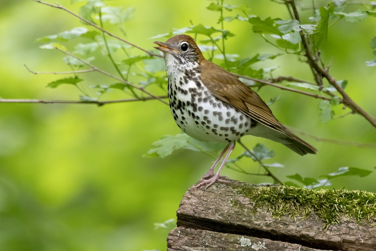 Wood Thrush - Tommy Childers