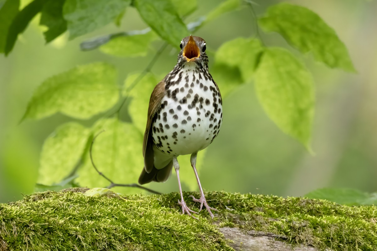 Wood Thrush - Tommy Childers