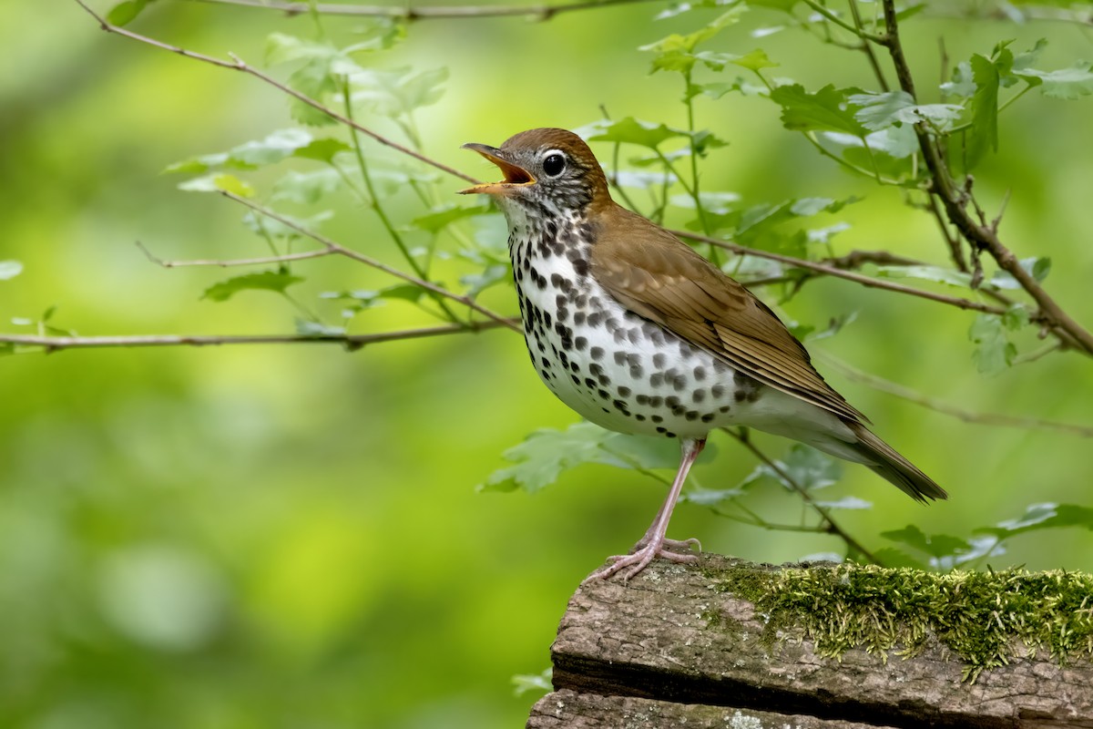 Wood Thrush - Tommy Childers