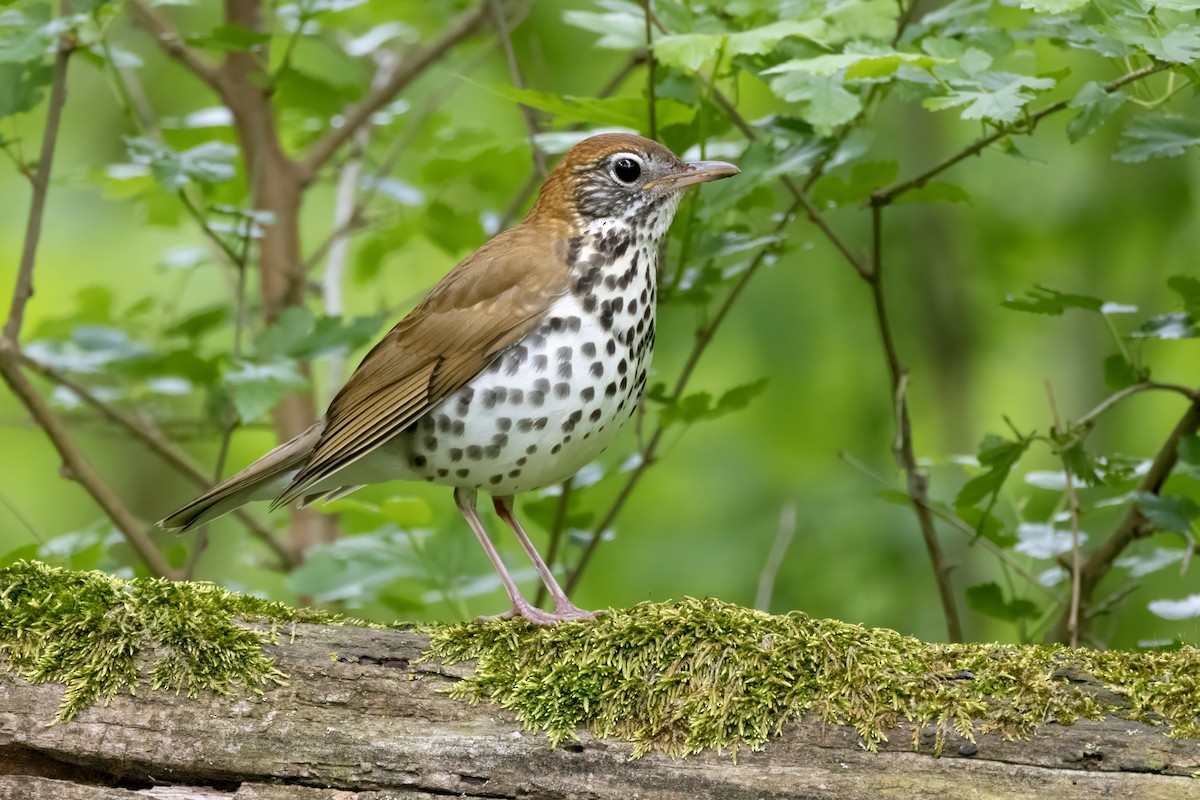 Wood Thrush - Tommy Childers