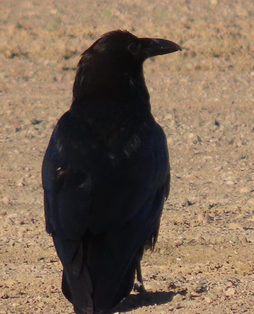 American Crow - BEN BAILEY