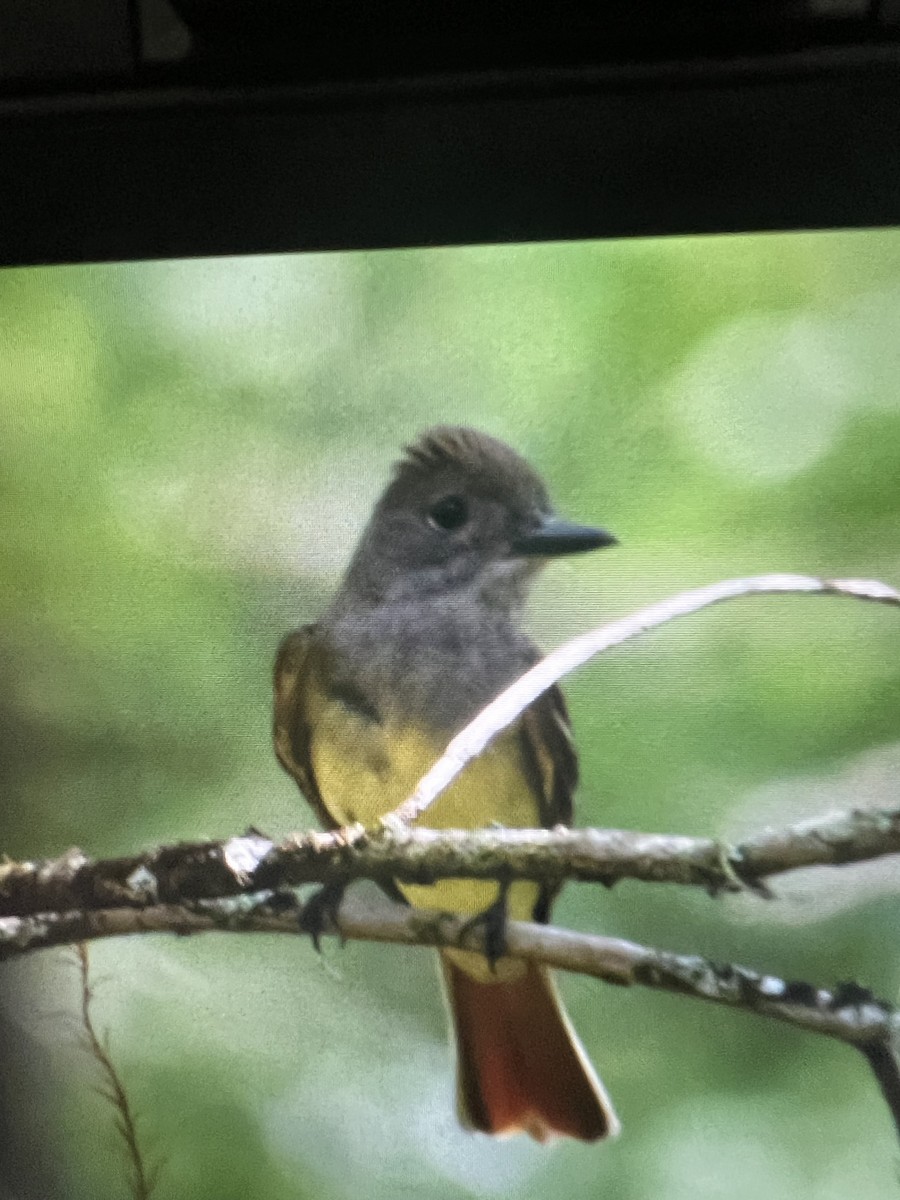 Great Crested Flycatcher - ML619293154
