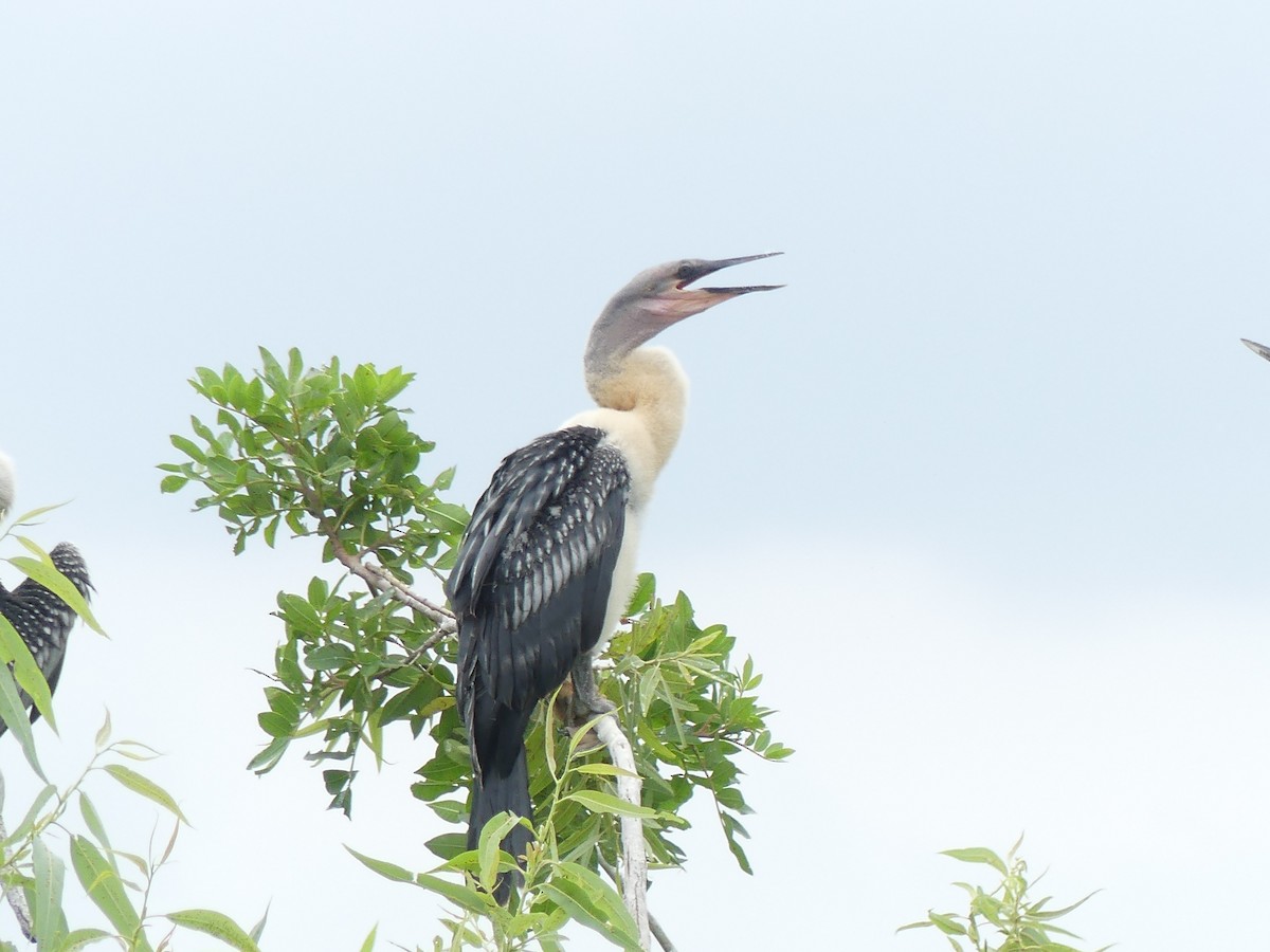 Anhinga - Betty Holcomb