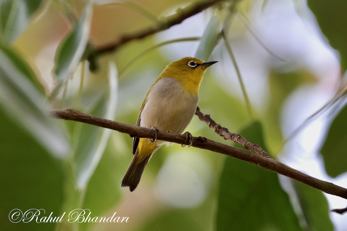 Indian White-eye - Rahul Bhandari