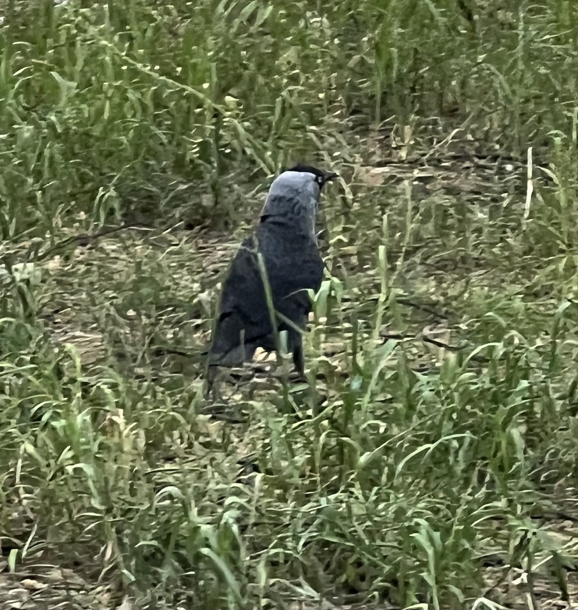 Hooded Crow - Jeffrey Blalock