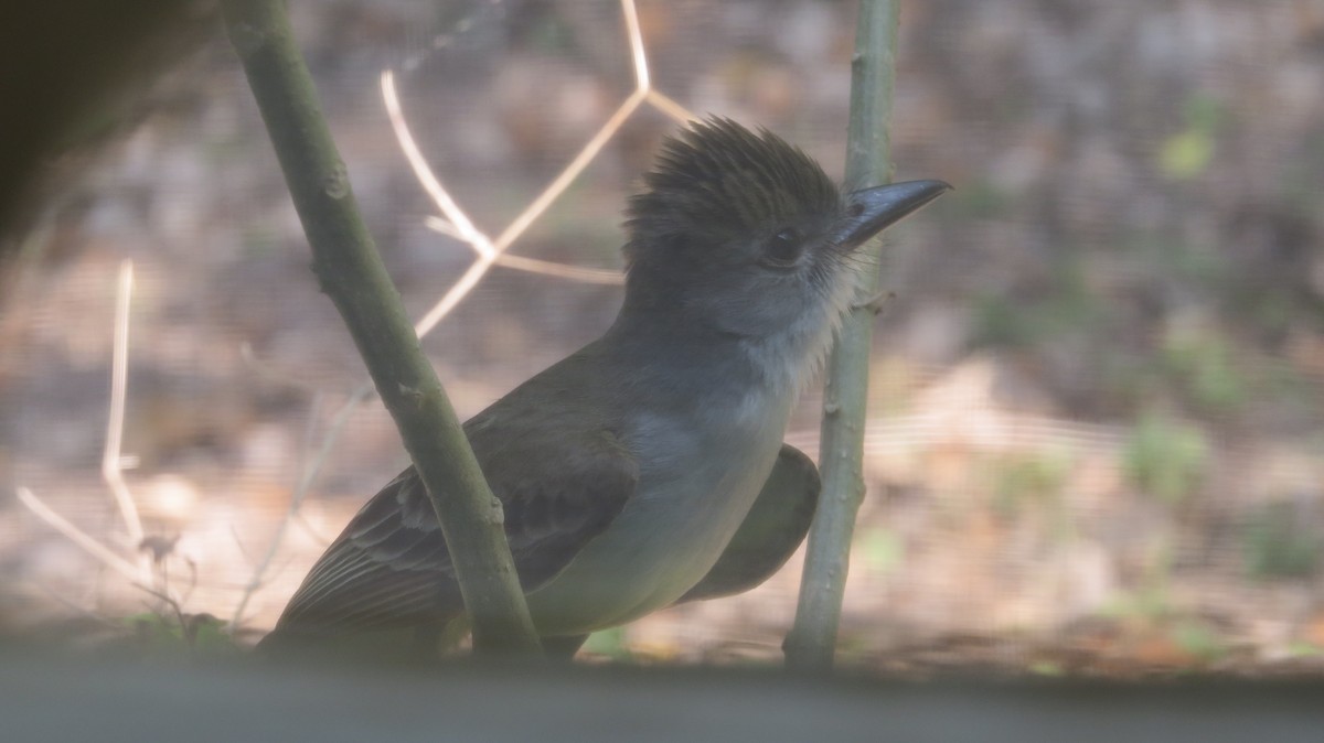 Ash-throated Flycatcher - Pat Heirs