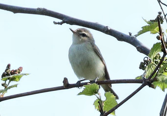 Warbling Vireo - Grace Green