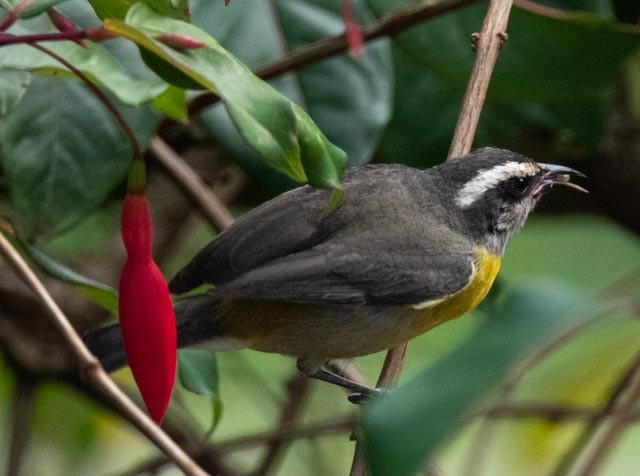 Bananaquit - Marcus Müller