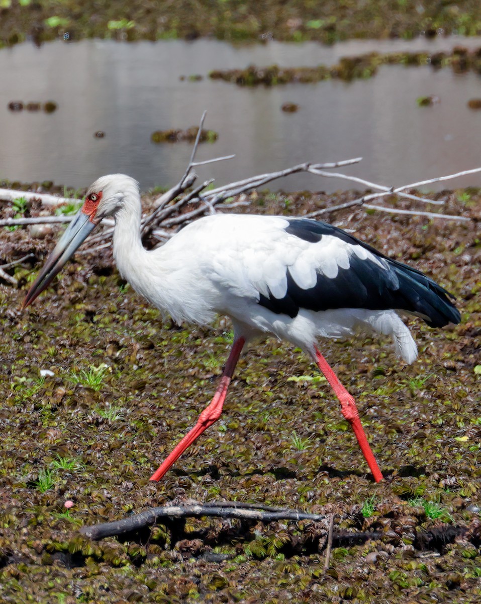 Maguari Stork - Anonymous