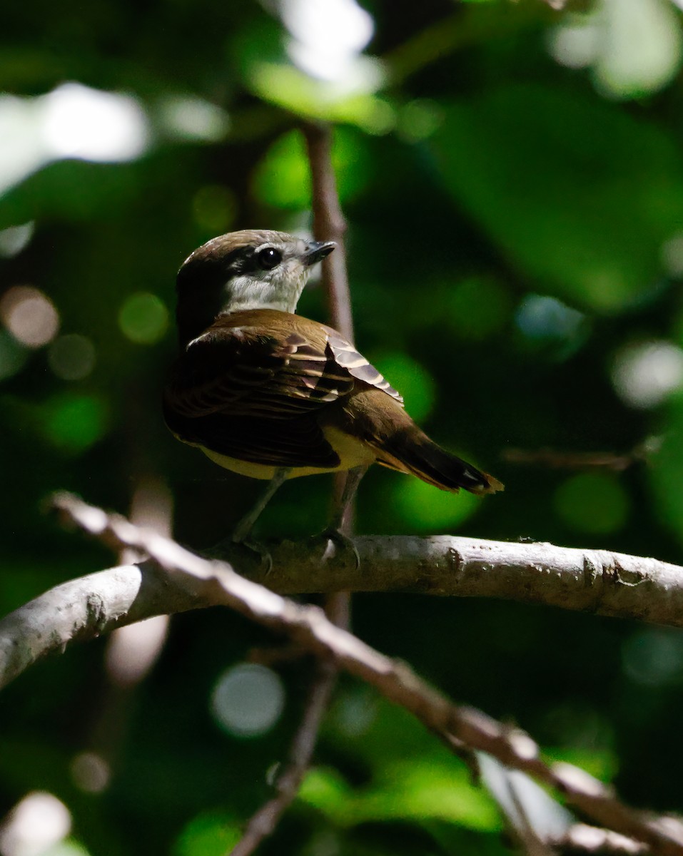 White-winged Becard - Anonymous