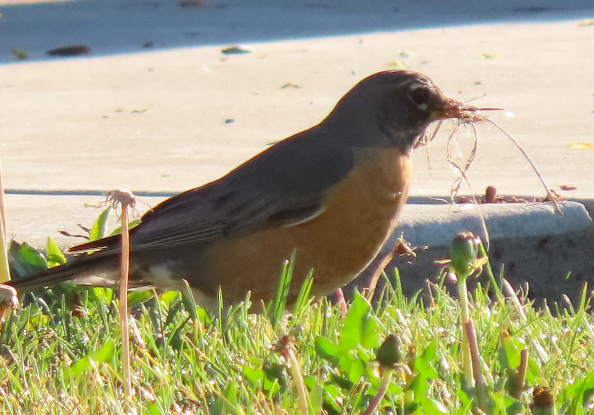 American Robin - BEN BAILEY