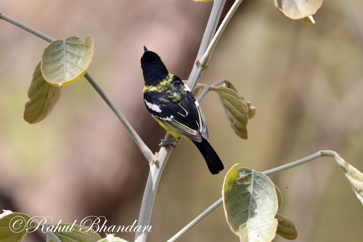 Common Iora - Rahul Bhandari