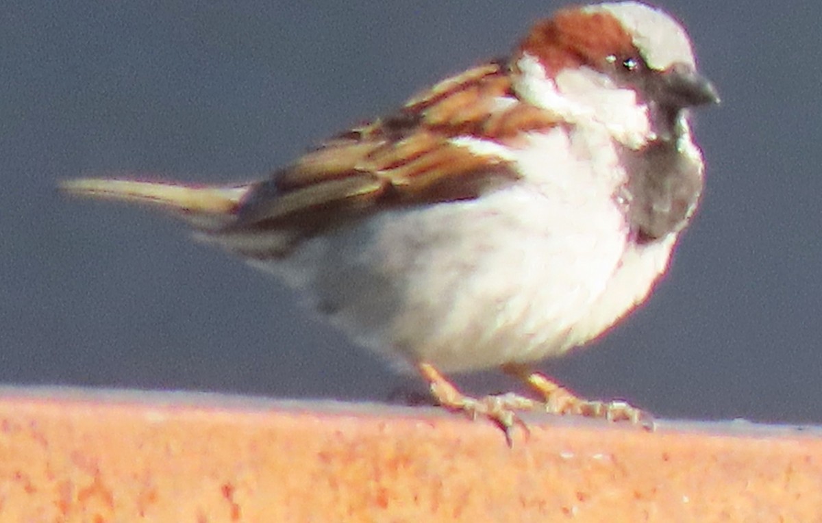 House Sparrow - BEN BAILEY