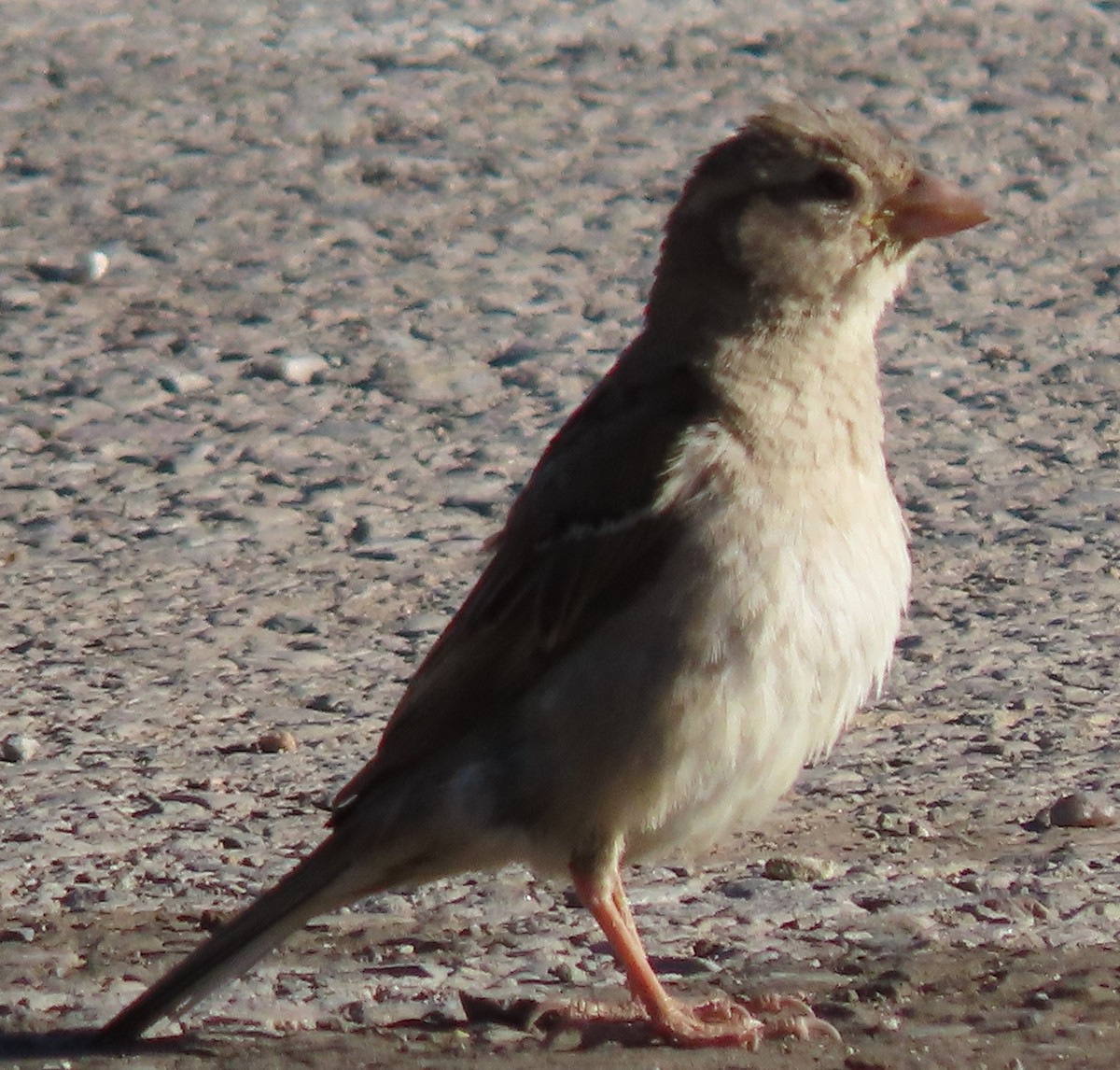 House Sparrow - BEN BAILEY