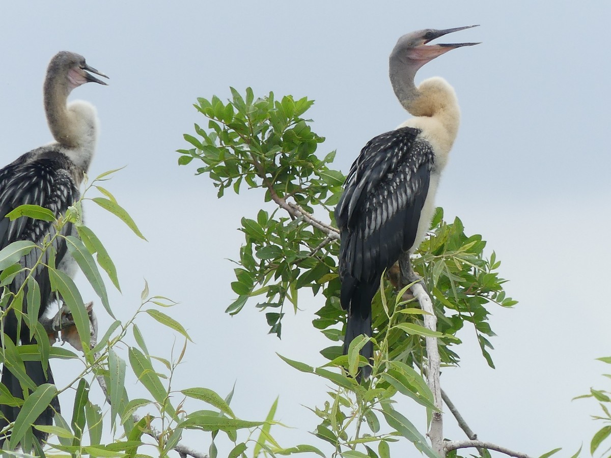 Anhinga - Betty Holcomb