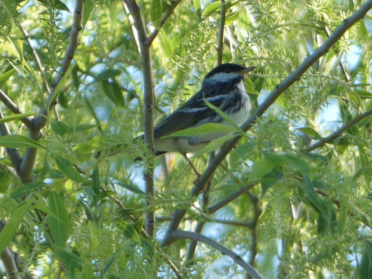 Blackpoll Warbler - Tom Wheatley