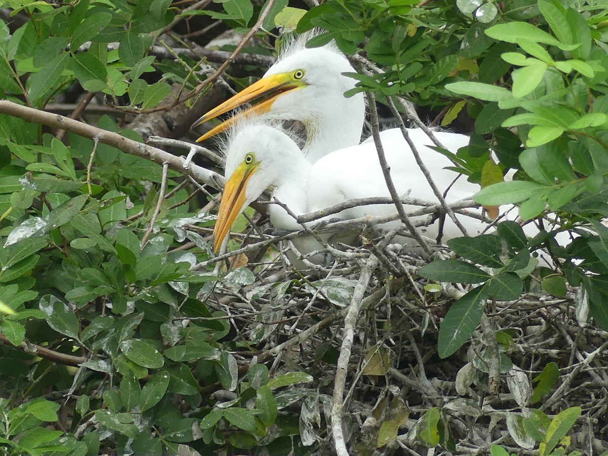 Great Egret - Betty Holcomb