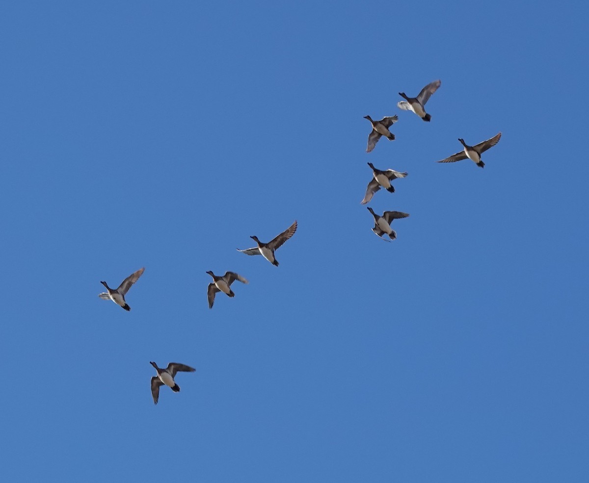 American Wigeon - Rene Laubach