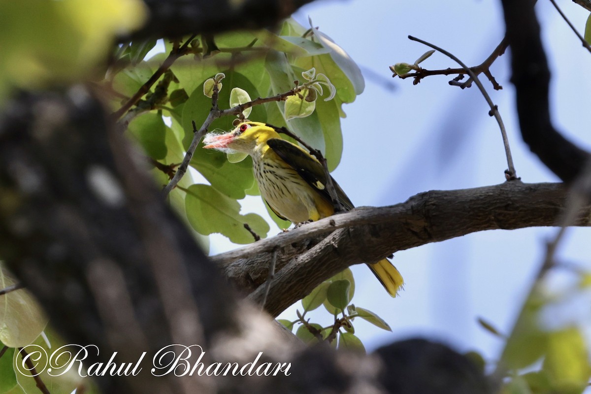 Indian Golden Oriole - Rahul Bhandari