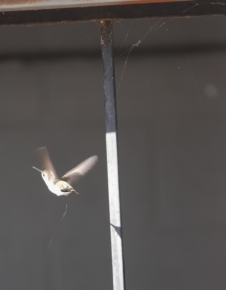 Black-chinned Hummingbird - Rene Laubach