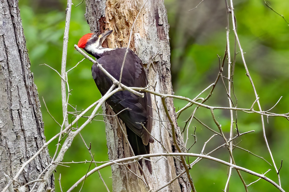 Pileated Woodpecker - Chris S. Wood
