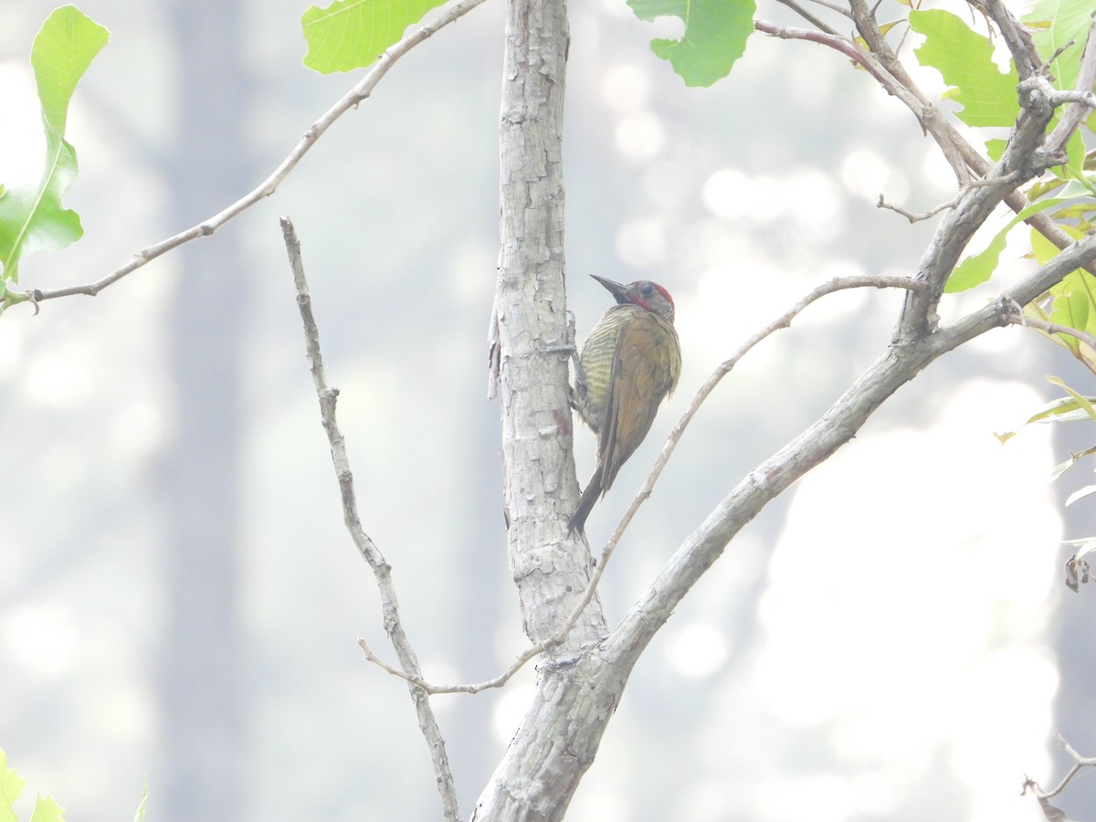 Golden-olive Woodpecker - Joel Amaya (BirdwatchingRoatan.com)