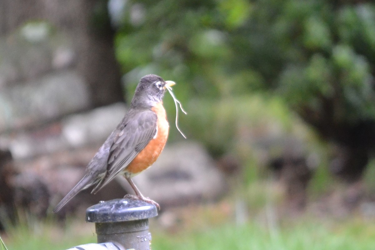 American Robin - ML619293261