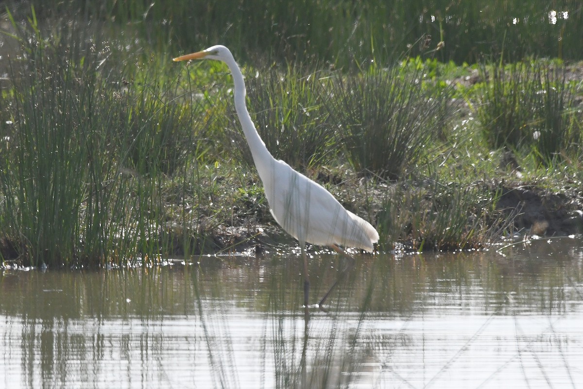 Great Egret - Juan José  Bazan Hiraldo