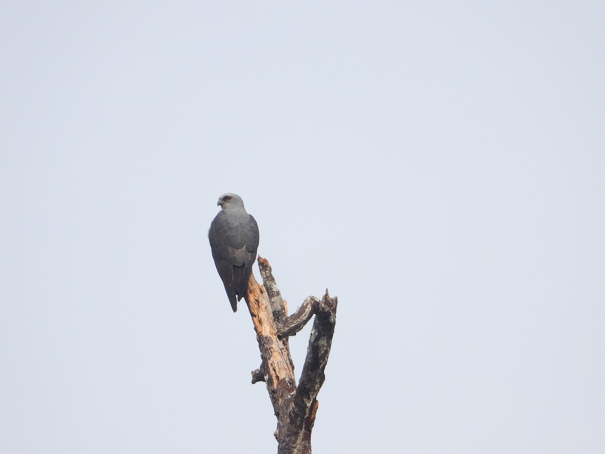 Plumbeous Kite - Joel Amaya (BirdwatchingRoatan.com)
