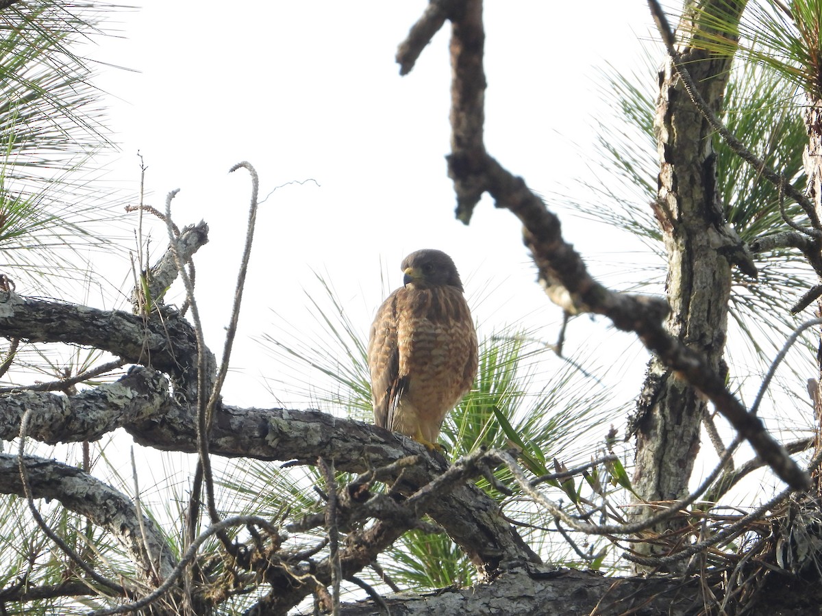 Roadside Hawk - Joel Amaya (BirdwatchingRoatan.com)