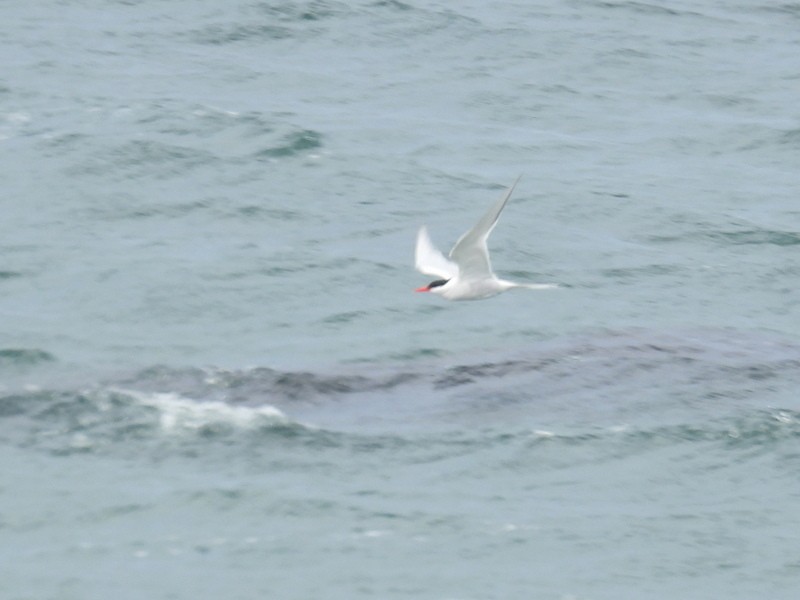 South American Tern - bob butler