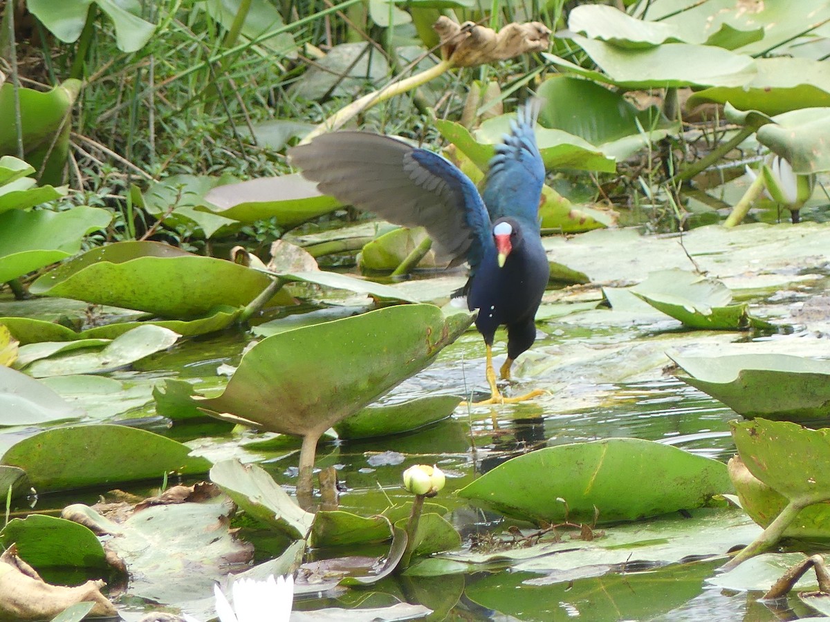 Purple Gallinule - Betty Holcomb