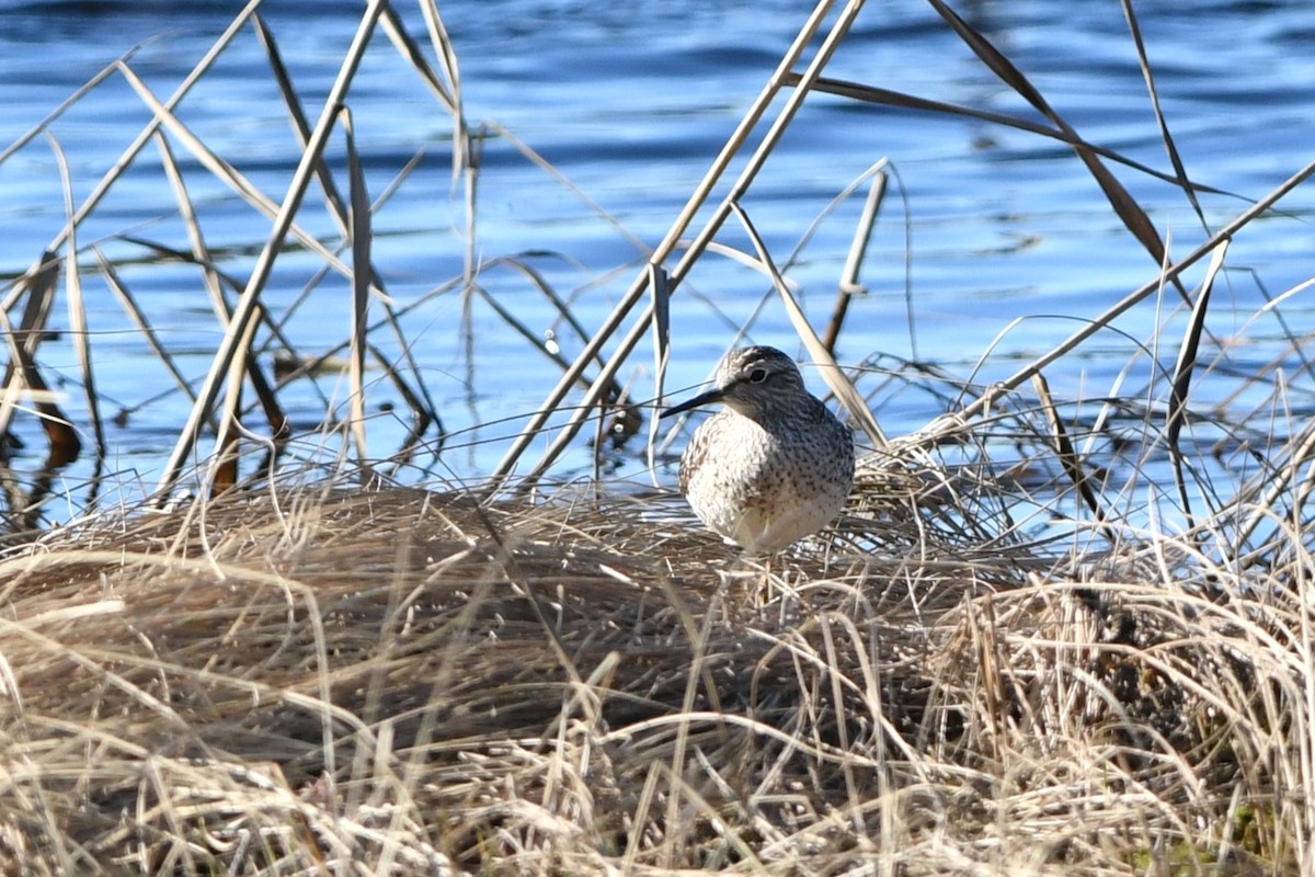 Bruchwasserläufer - ML619293309