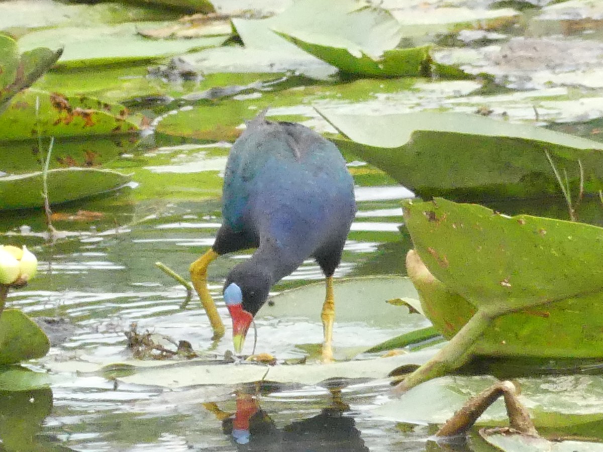 Purple Gallinule - Betty Holcomb