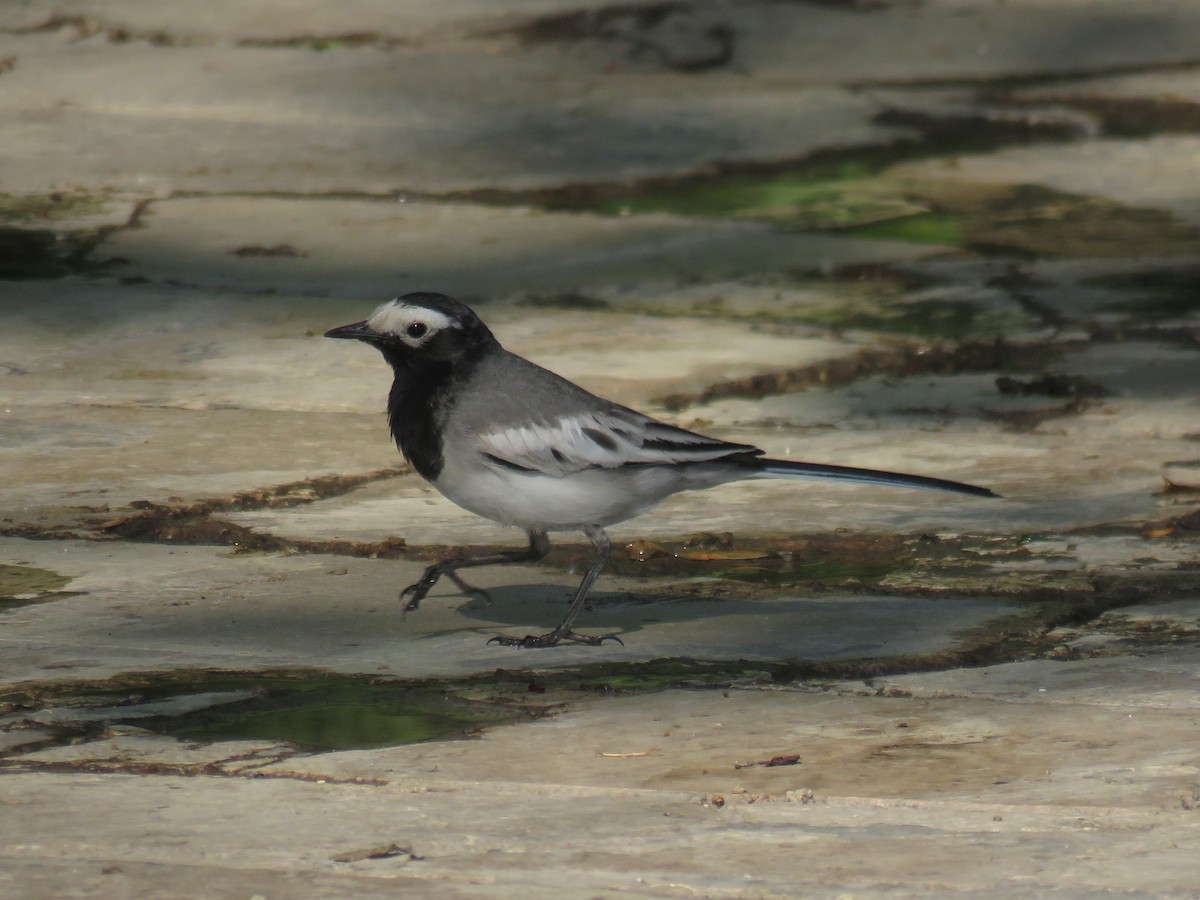 White Wagtail (Masked) - Houman Doroudi