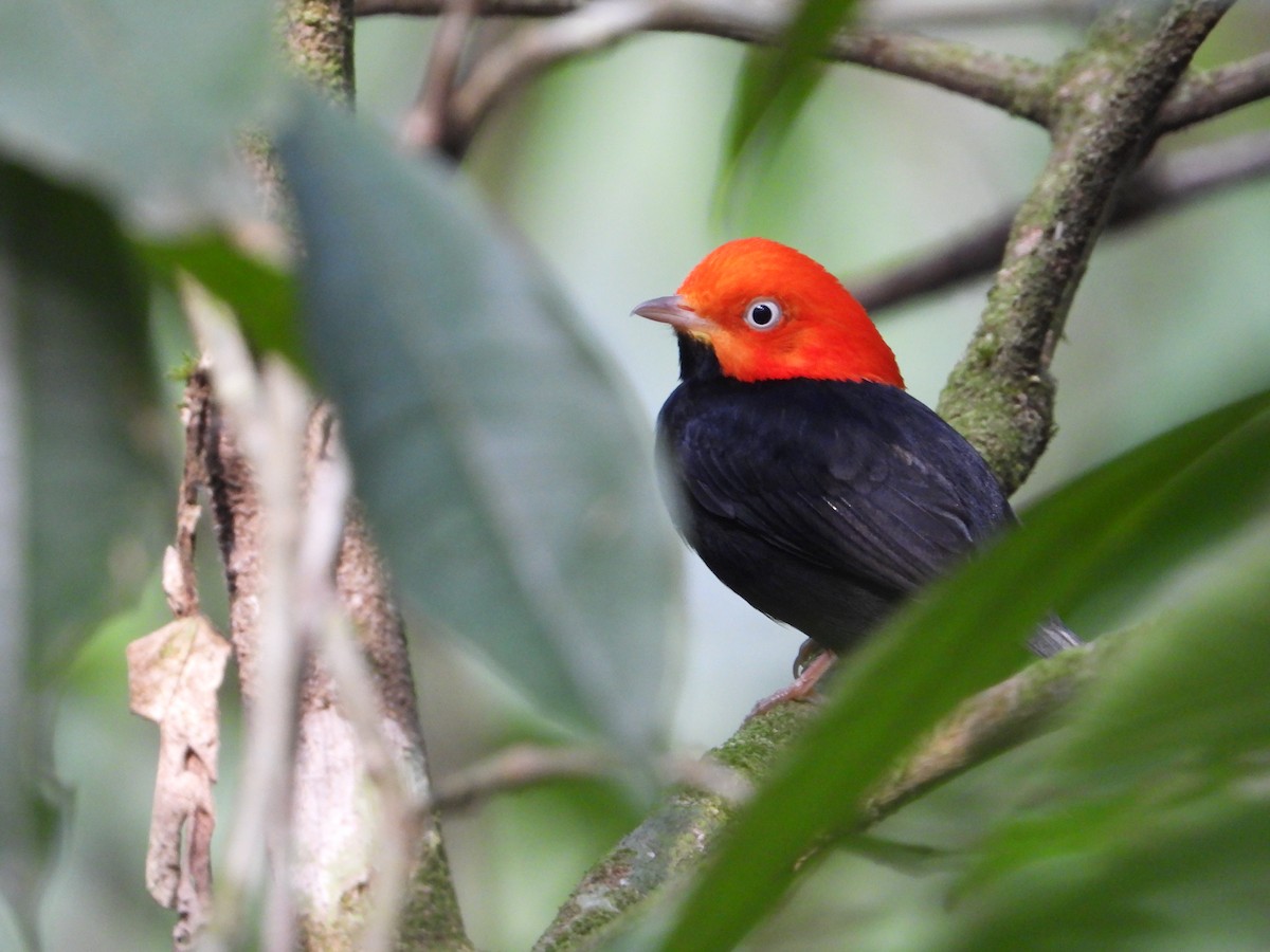 Red-capped Manakin - Joel Amaya (BirdwatchingRoatan.com)