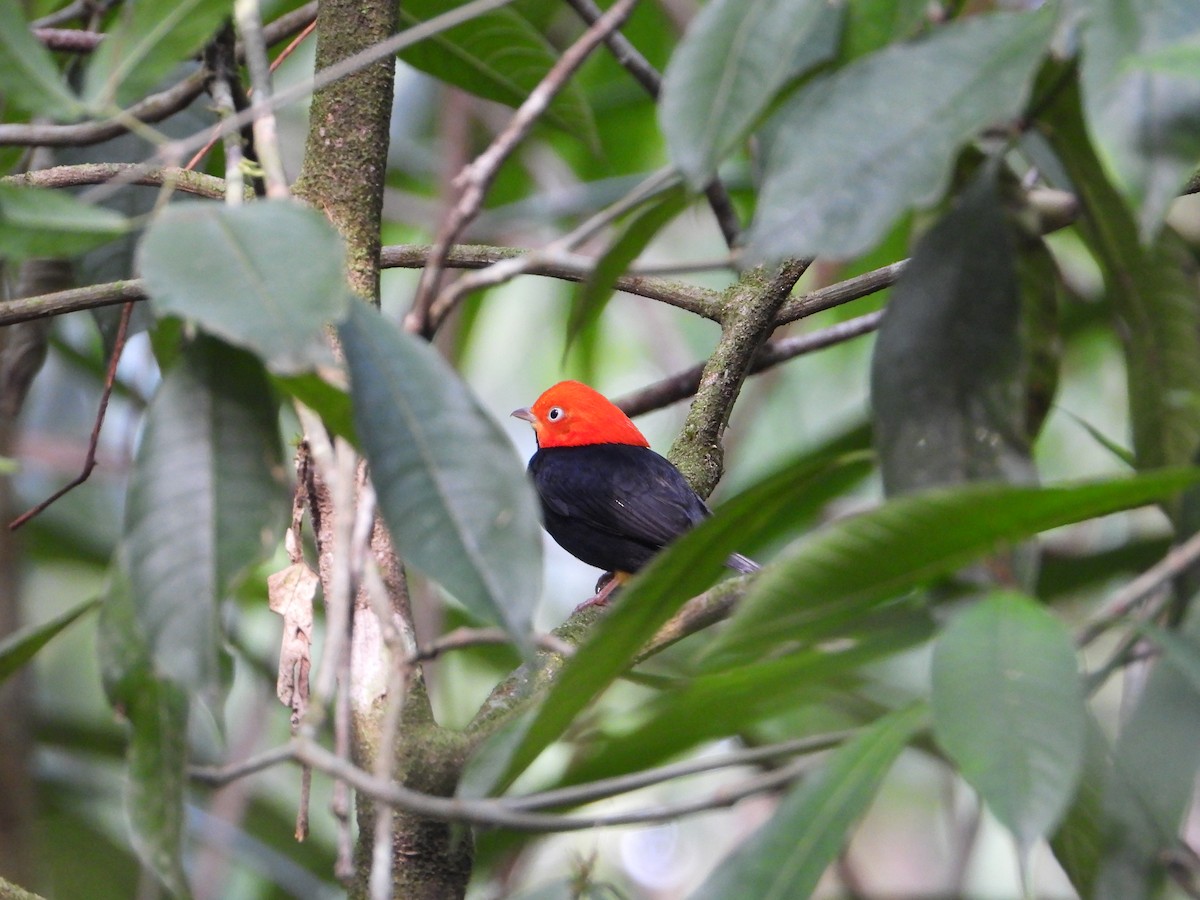 Red-capped Manakin - Joel Amaya (BirdwatchingRoatan.com)