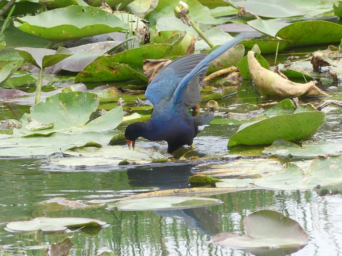 Purple Gallinule - Betty Holcomb